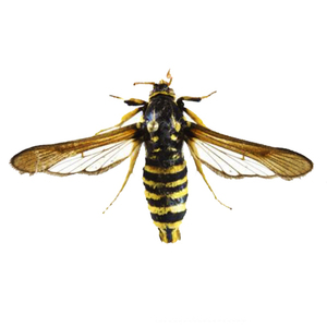 白杨透翅蛾性诱剂