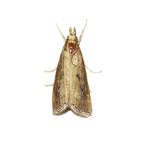 二点螟性诱剂