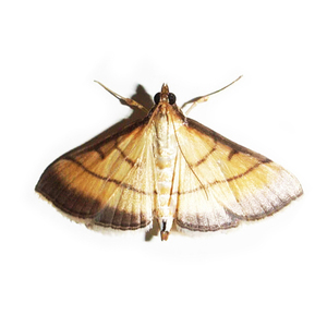 稻纵卷叶螟性诱剂