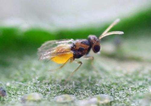 天敌昆虫——丽蚜小蜂