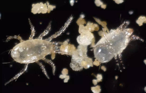 天敌昆虫——捕食螨