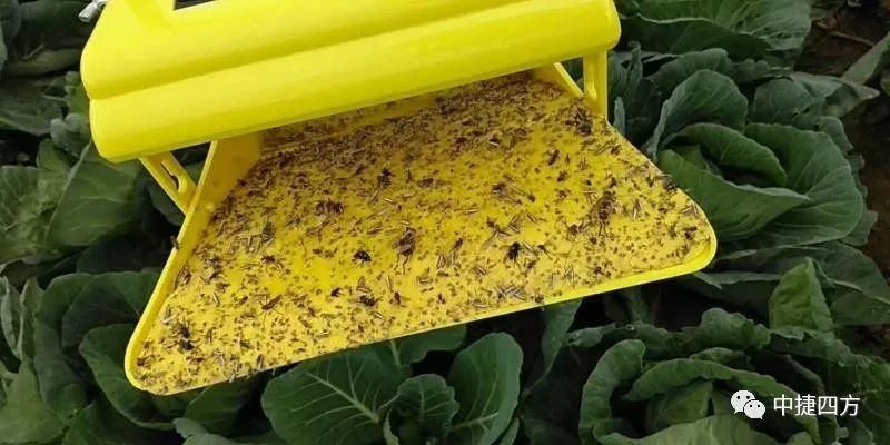 昆虫信息素光源诱捕器第一款——PLT-A，雌雄双诱的开端 - 中捷四方