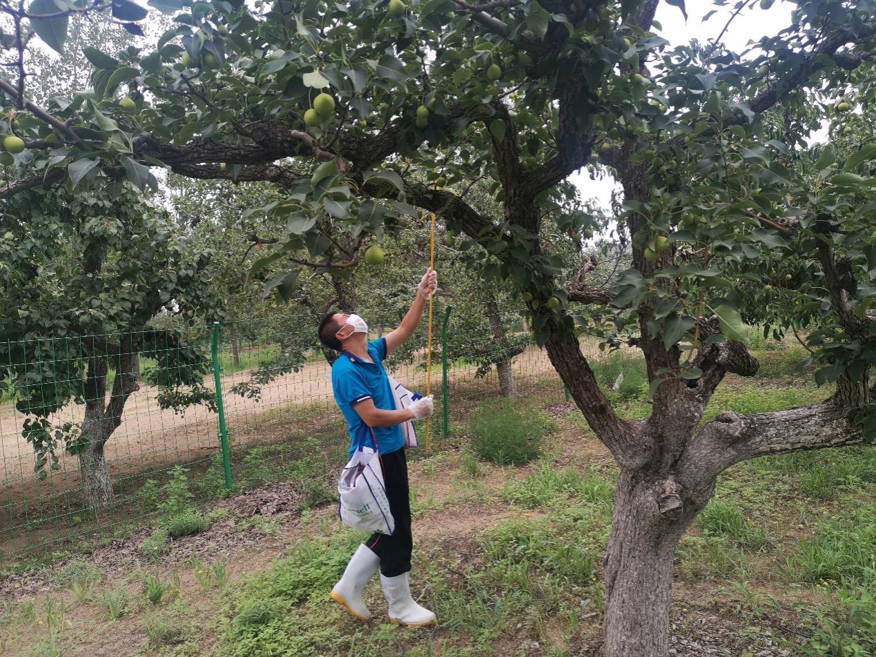 农民丰收丨新疆库尔勒：树上香梨满 树下搬运忙 -天山网 - 新疆新闻门户