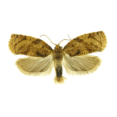 苹小卷叶蛾诱芯