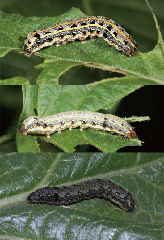 斜纹夜蛾常局部爆发,该如何应对? - 中捷四方