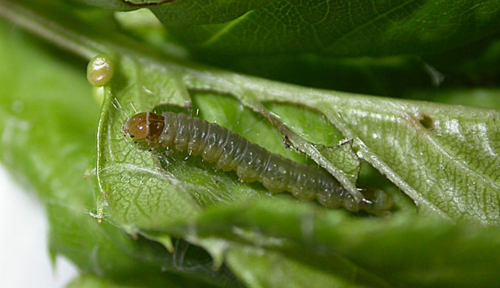 Adoxophyes orana damage Adoxophyes orana damage